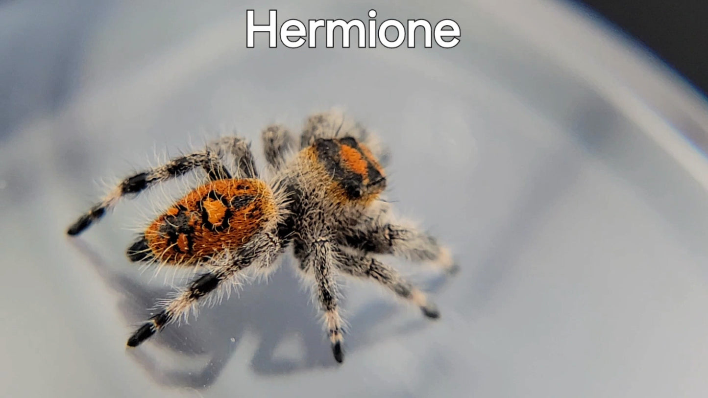 Hermione - Female Regal (Shipping Invoiced Separately)