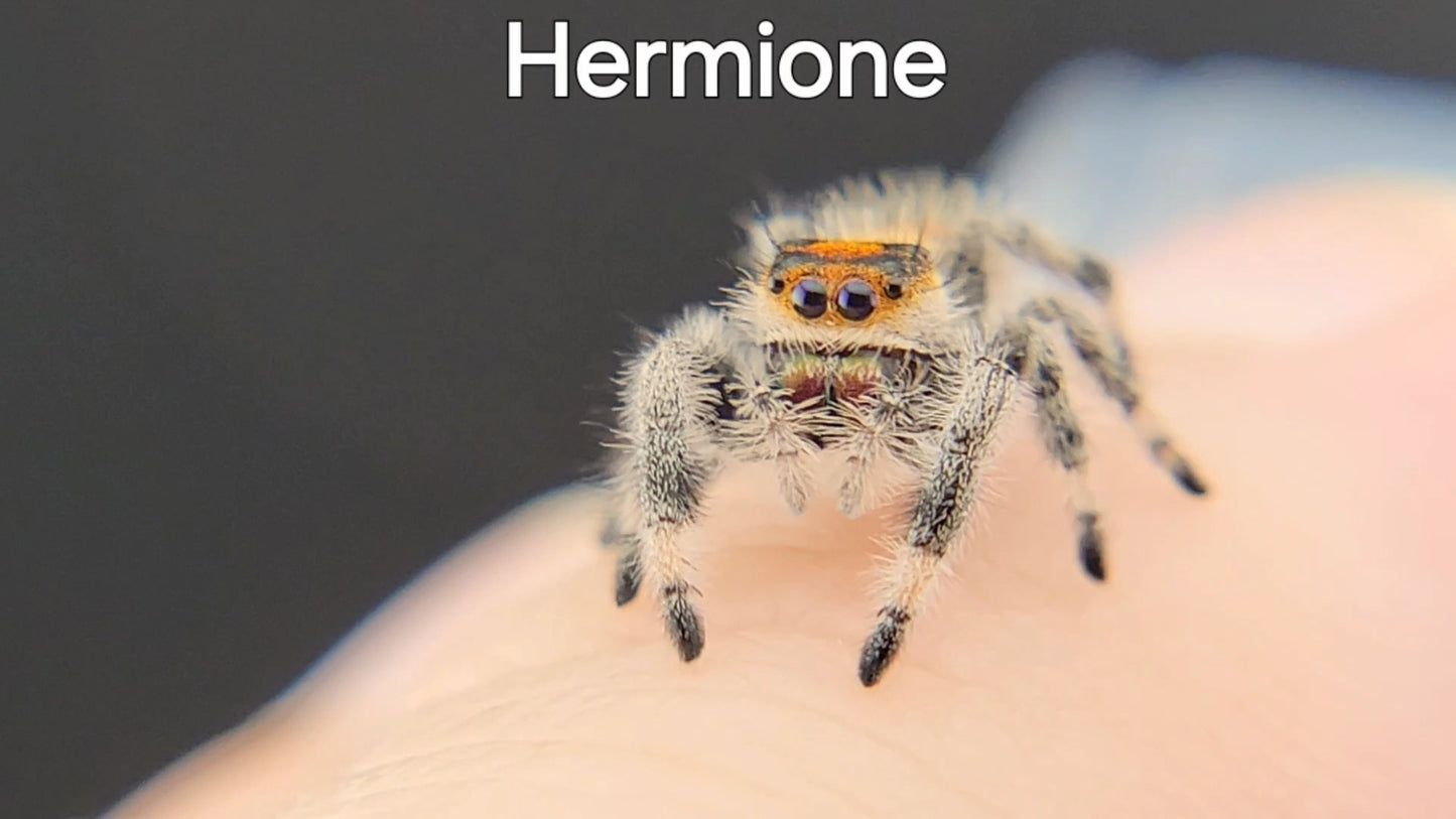 Hermione - Female Regal (Shipping Invoiced Separately)