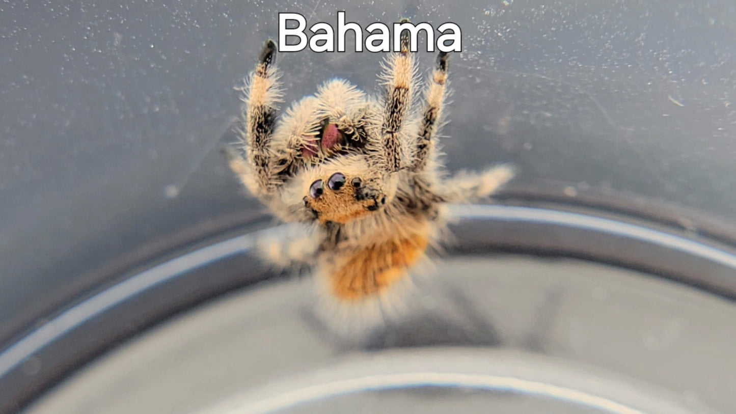 Bahama - Female Regal (Shipping Invoiced Separately)