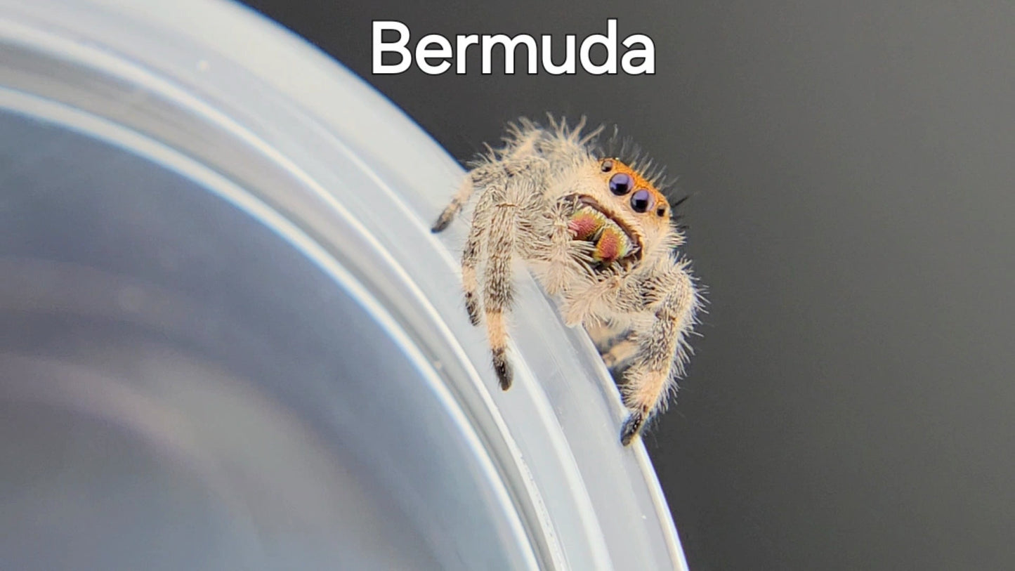 Bermuda - Female Regal (Shipping Invoiced Separately)