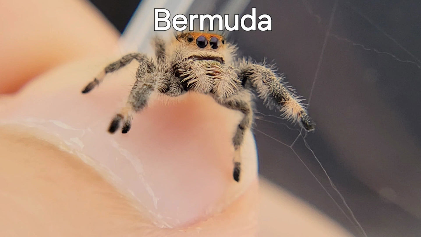 Bermuda - Female Regal (Shipping Invoiced Separately)