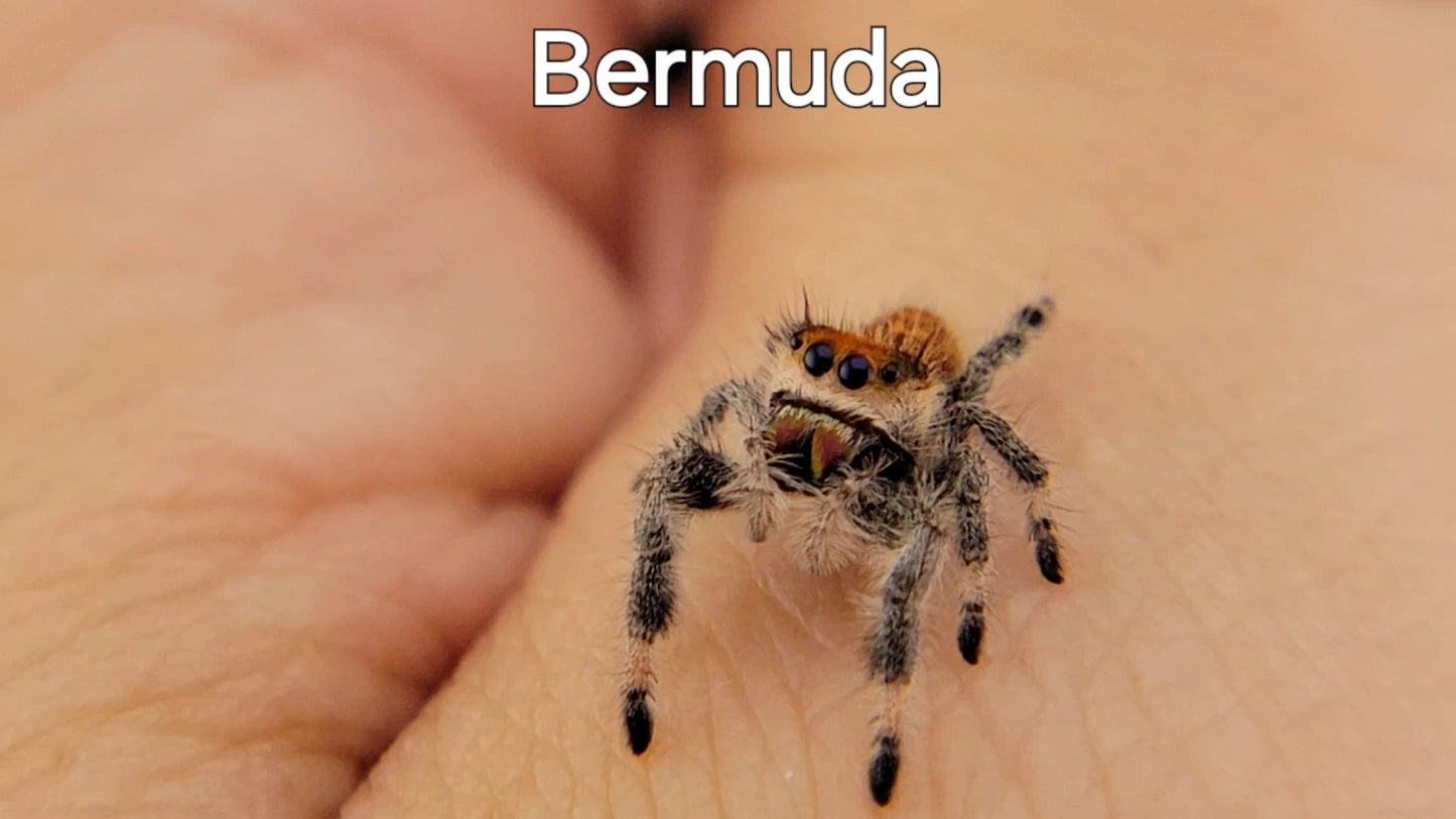 Bermuda - Female Regal (Shipping Invoiced Separately)