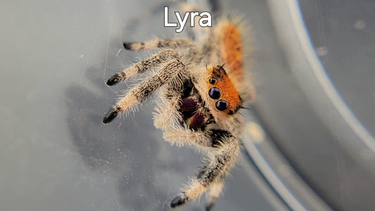 Lyra - Female Regal (Shipping Invoiced Separately)