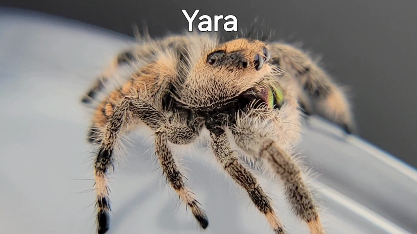 Yara - Female Regal (Shipping Invoiced Separately)