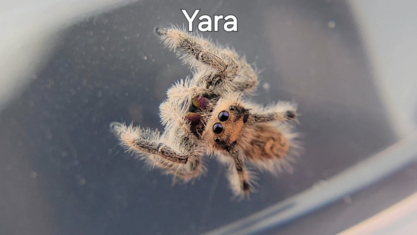 Yara - Female Regal (Shipping Invoiced Separately)