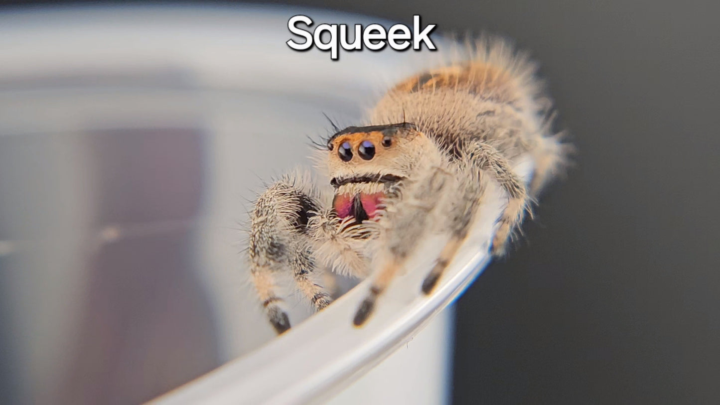 Squeek - Female Regal (Shipping Invoiced Separately)