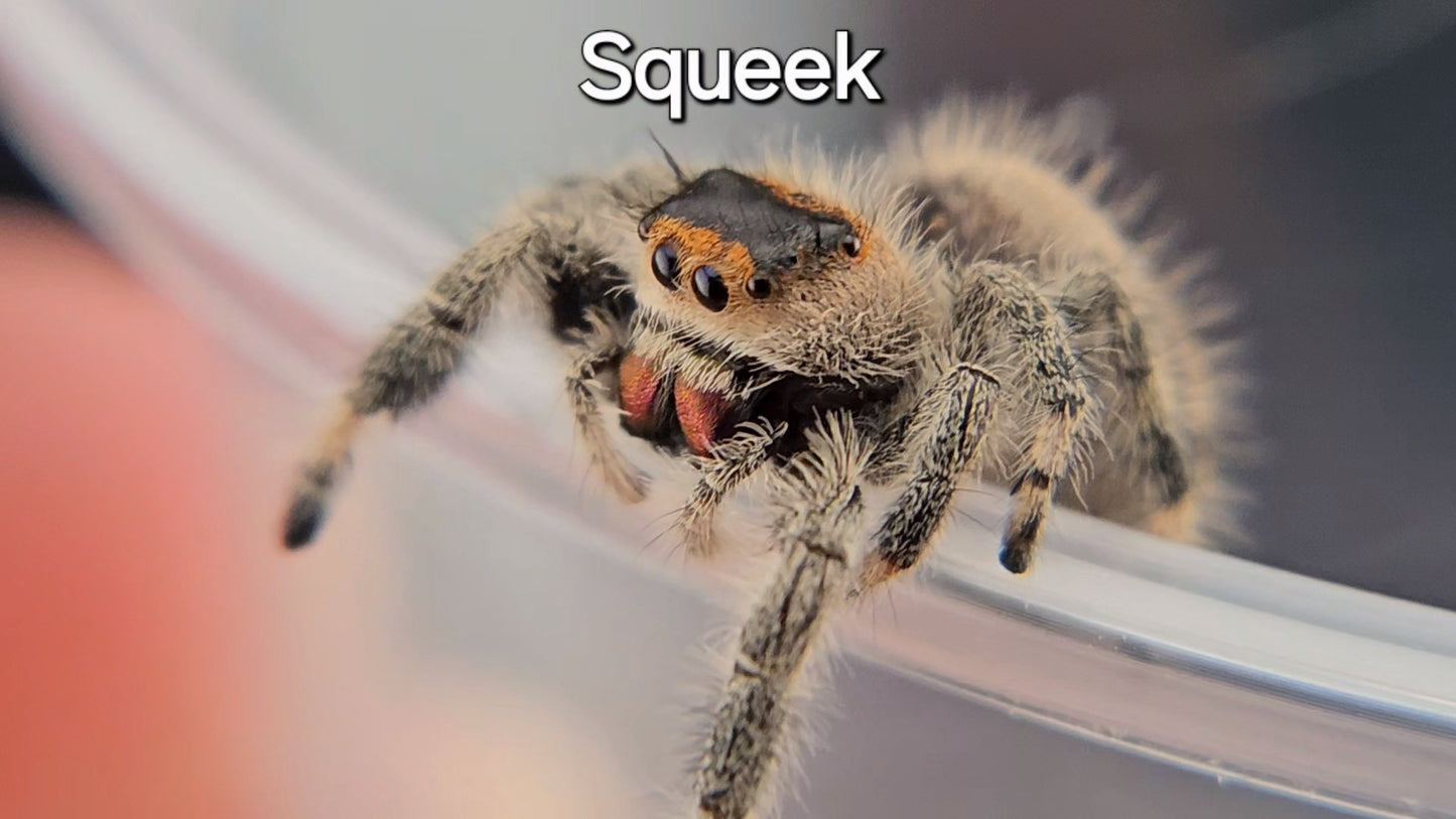 Squeek - Female Regal (Shipping Invoiced Separately)