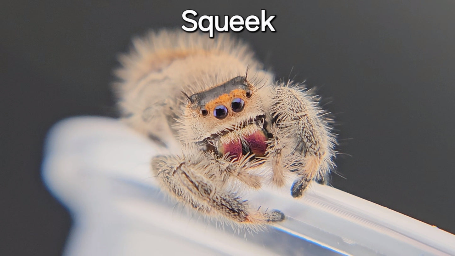 Squeek - Female Regal (Shipping Invoiced Separately)