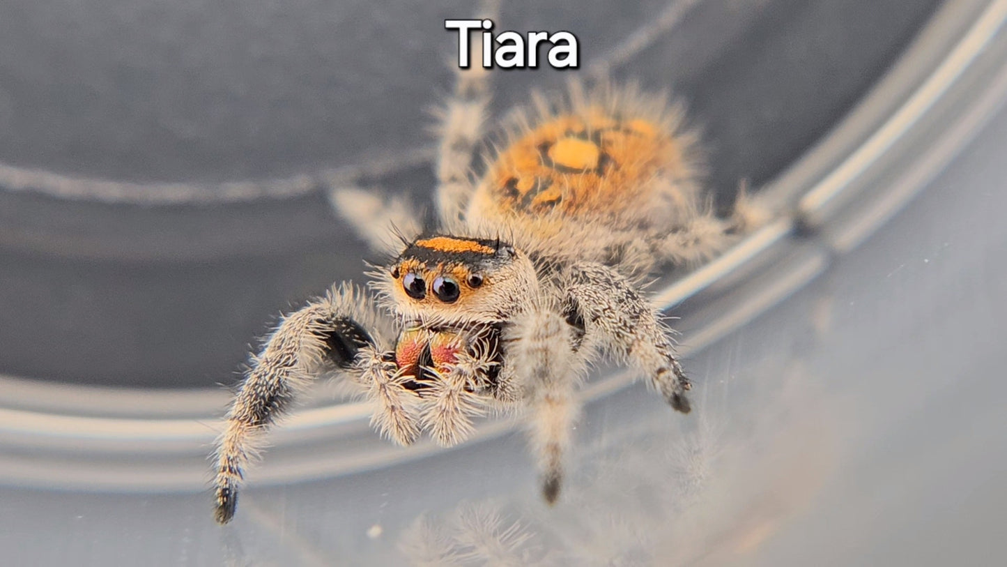 Tiara - Female Regal (Shipping Invoiced Separately)