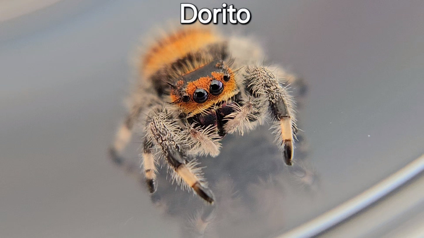 Dorito - Female Regal (Shipping Invoiced Separately)