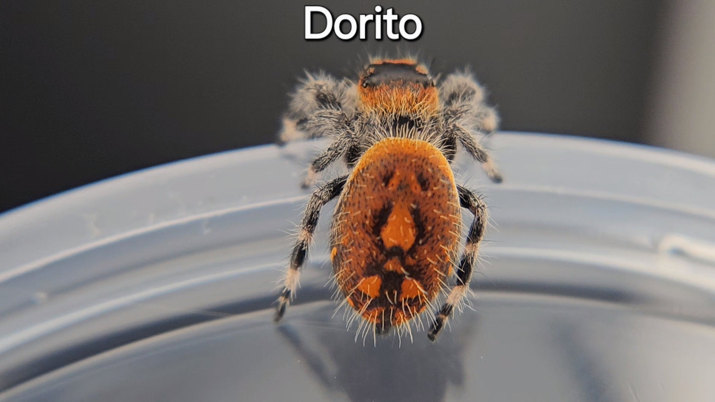 Dorito - Female Regal (Shipping Invoiced Separately)