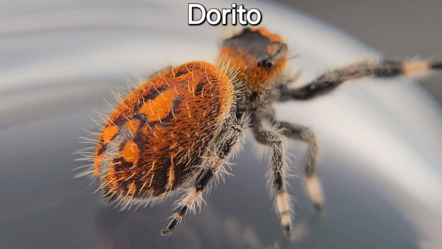 Dorito - Female Regal (Shipping Invoiced Separately)