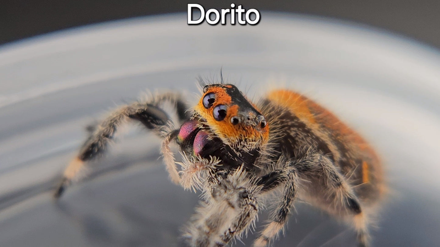 Dorito - Female Regal (Shipping Invoiced Separately)