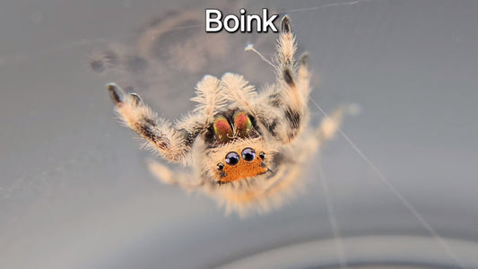 Boink - Female Regal (Shipping Invoiced Separately)