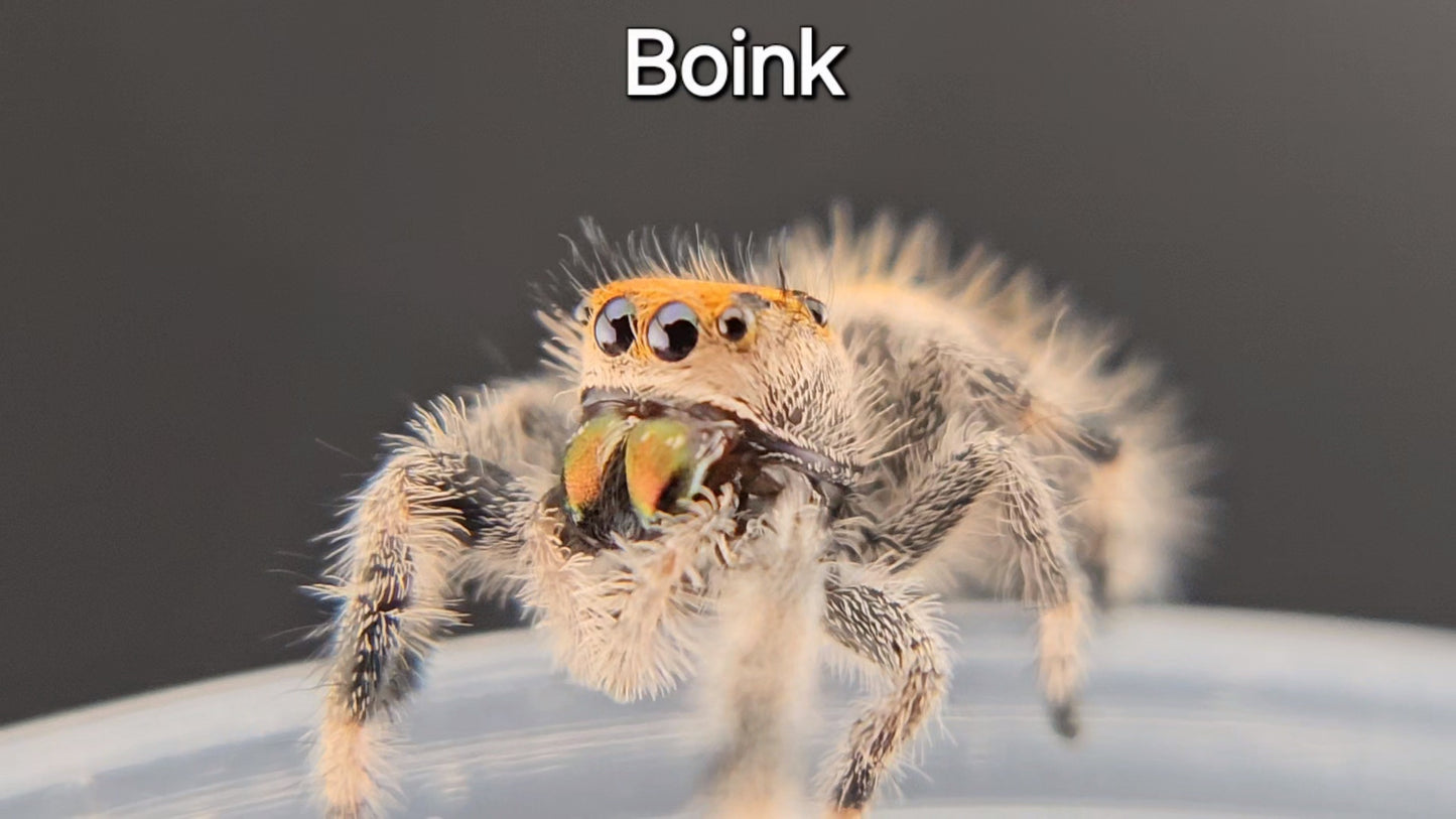 Boink - Female Regal (Shipping Invoiced Separately)