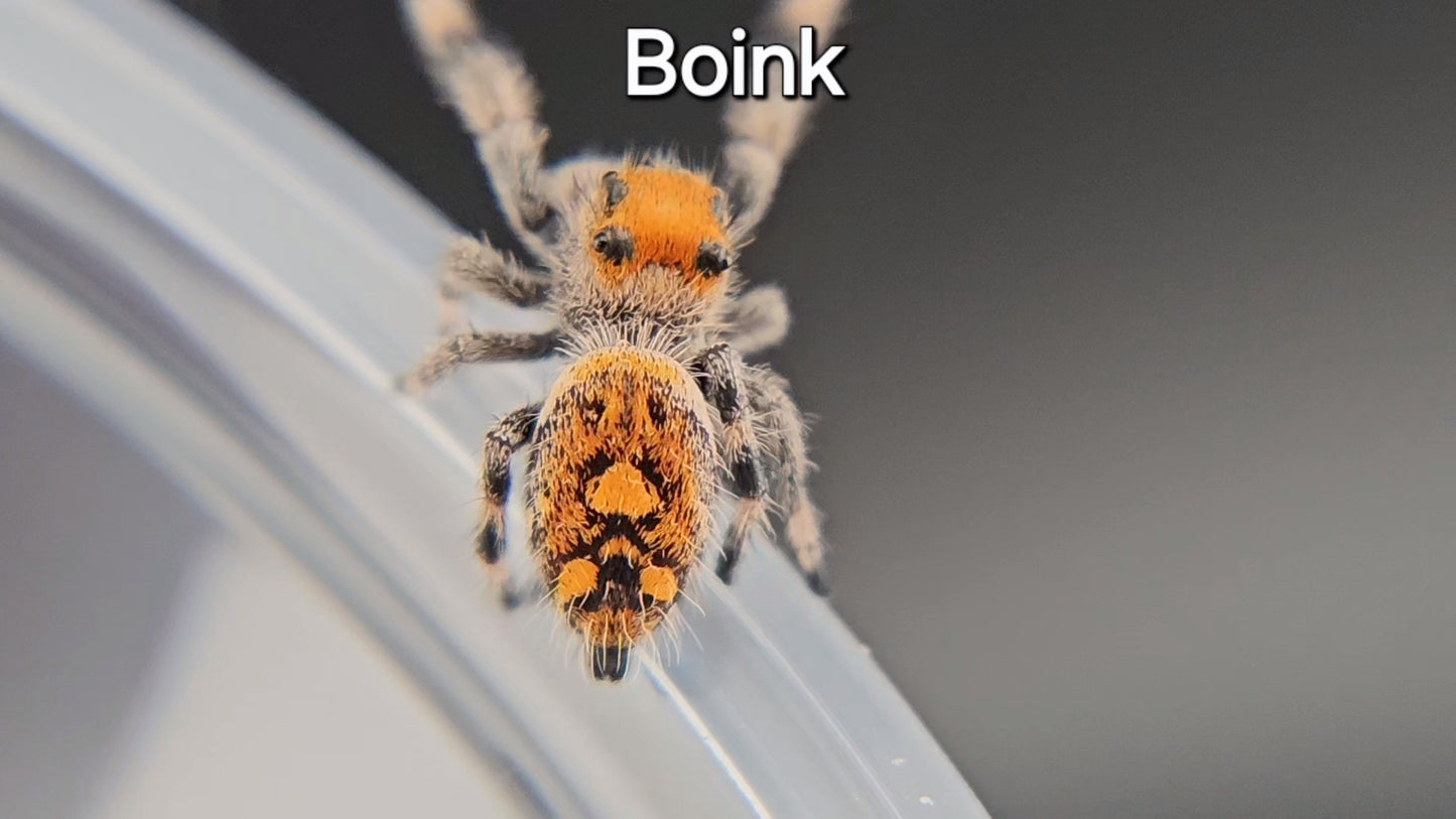 Boink - Female Regal (Shipping Invoiced Separately)