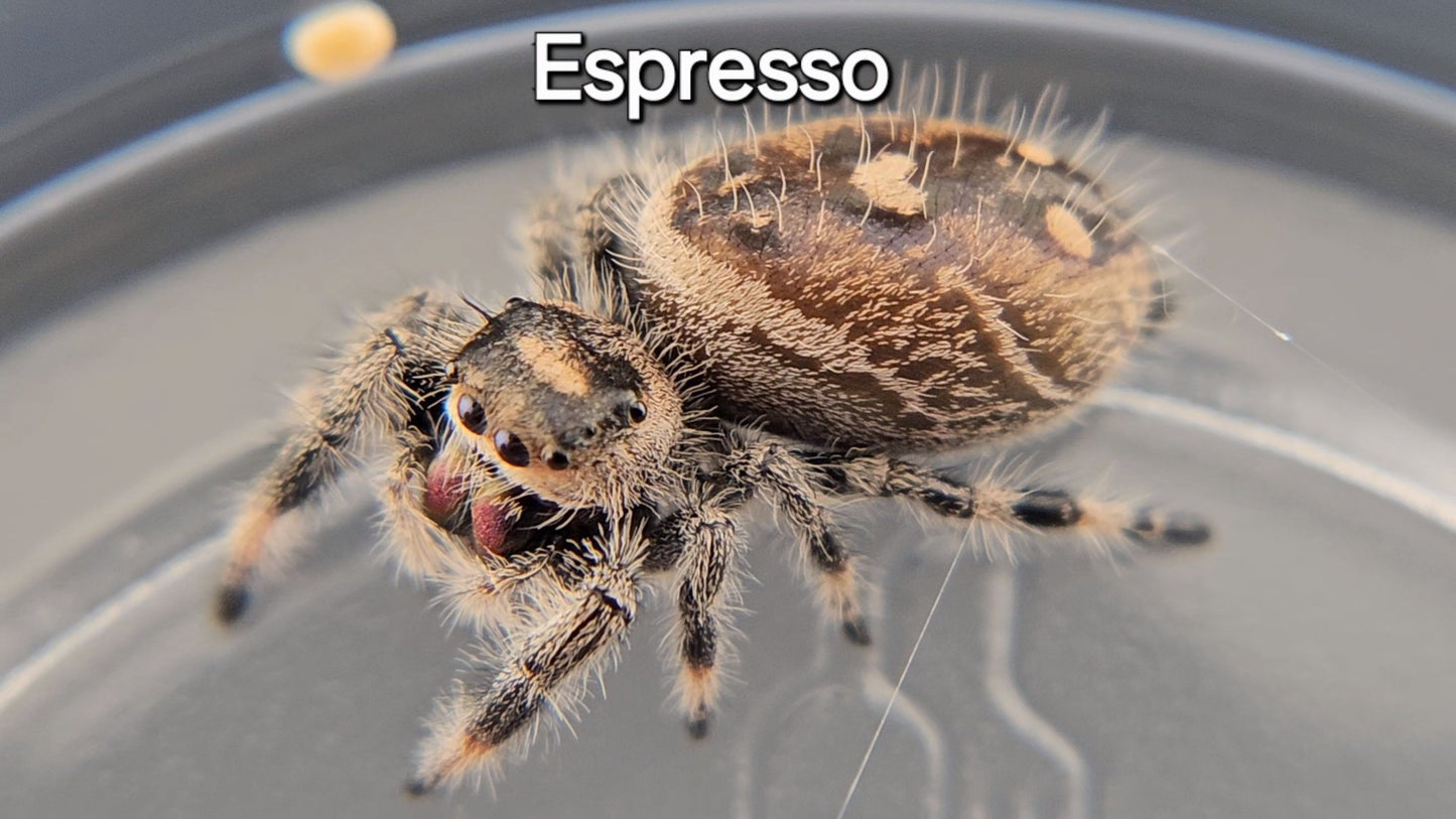 Espresso - Female Regal (Shipping Invoiced Separately)