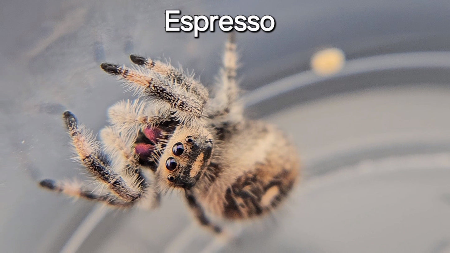 Espresso - Female Regal (Shipping Invoiced Separately)