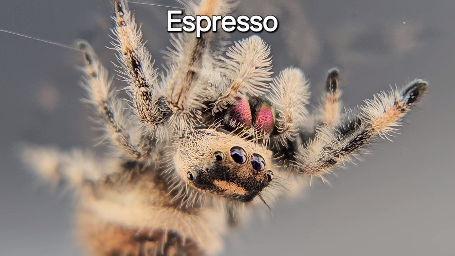 Espresso - Female Regal (Shipping Invoiced Separately)