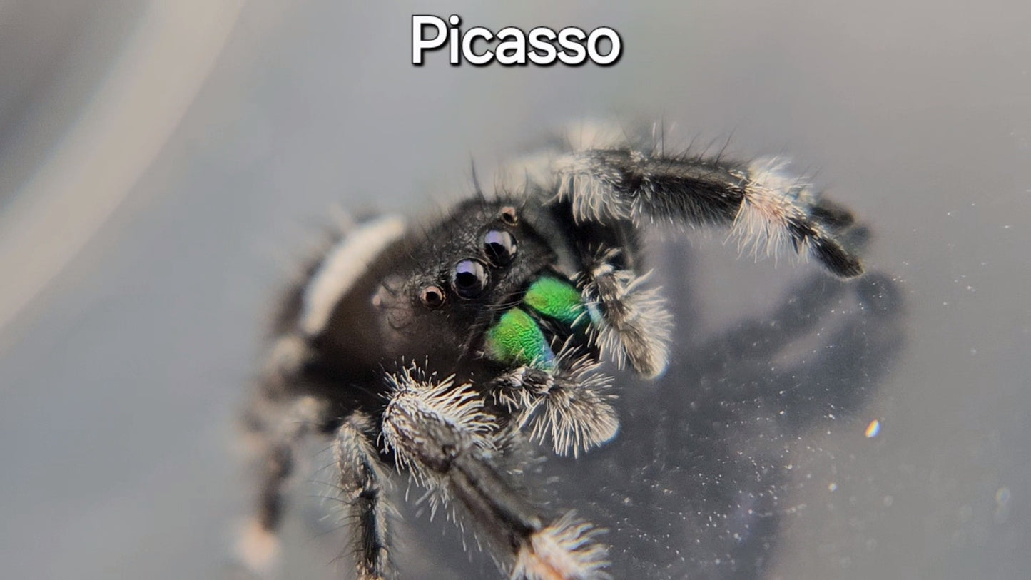 Picasso - Male Regal (Shipping Invoiced Separately)