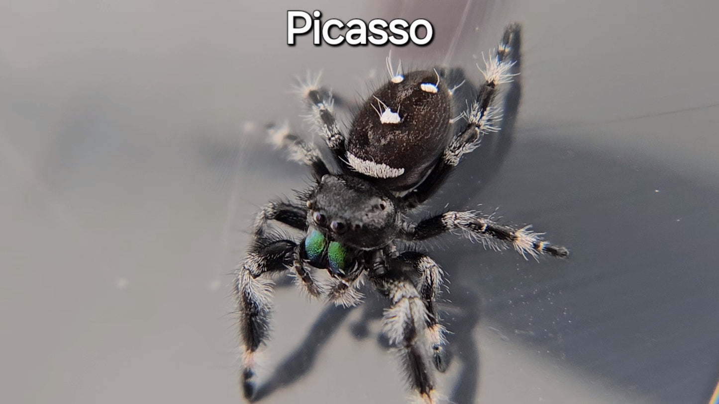 Picasso - Male Regal (Shipping Invoiced Separately)