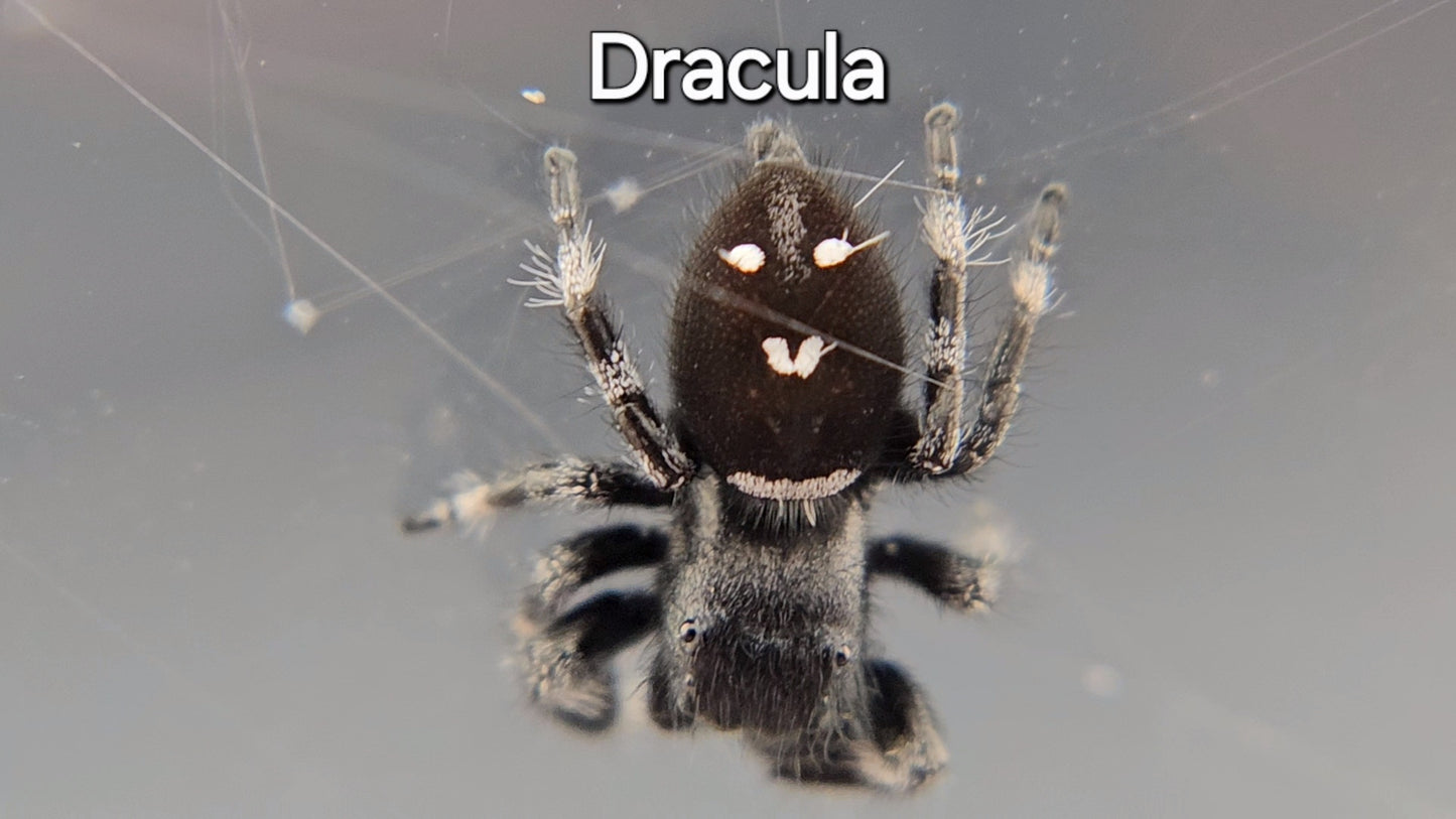 Dracula - Male Regal (Shipping Invoiced Separately)