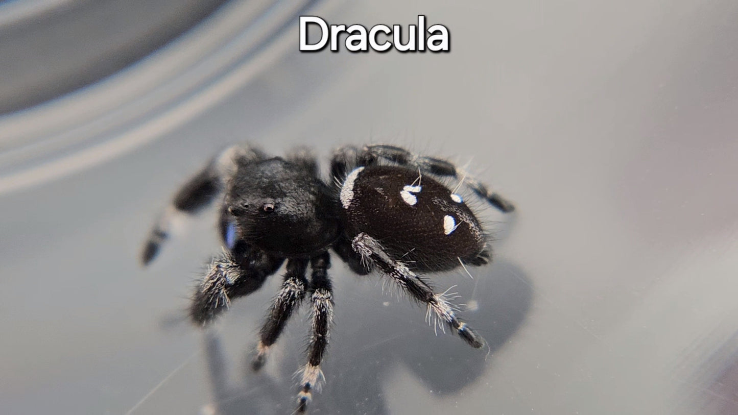 Dracula - Male Regal (Shipping Invoiced Separately)