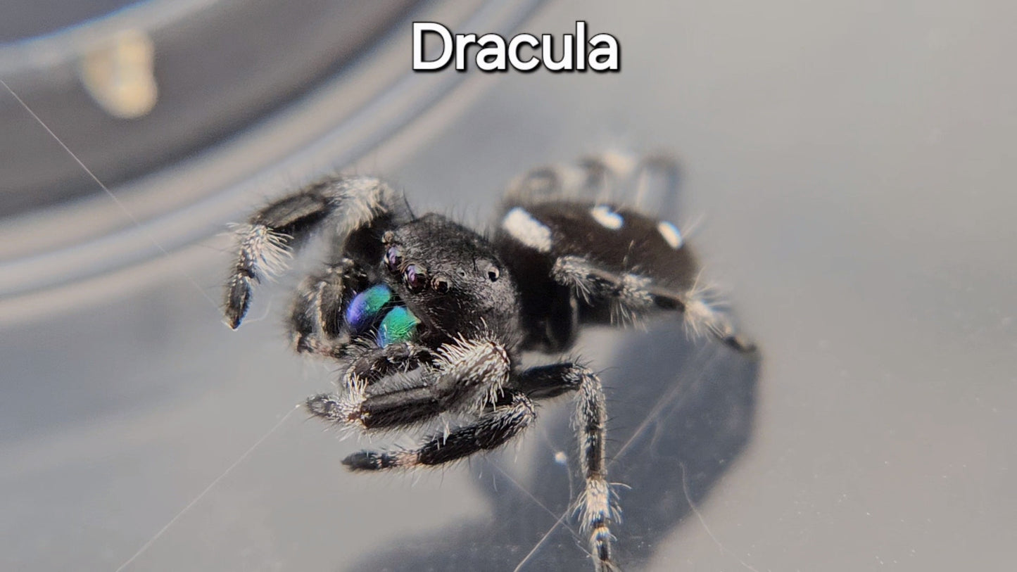 Dracula - Male Regal (Shipping Invoiced Separately)