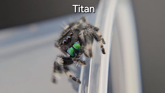 Titan - Male Regal (Shipping Invoiced Separately)