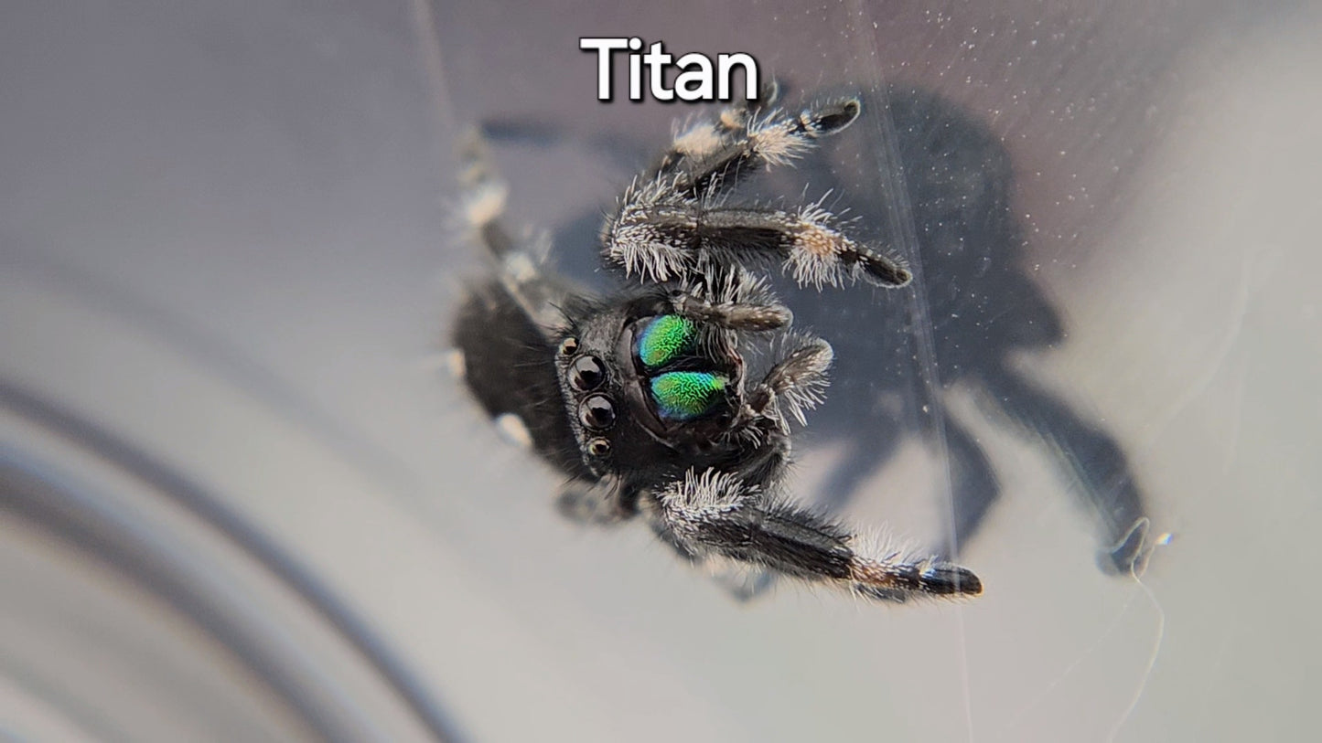 Titan - Male Regal (Shipping Invoiced Separately)