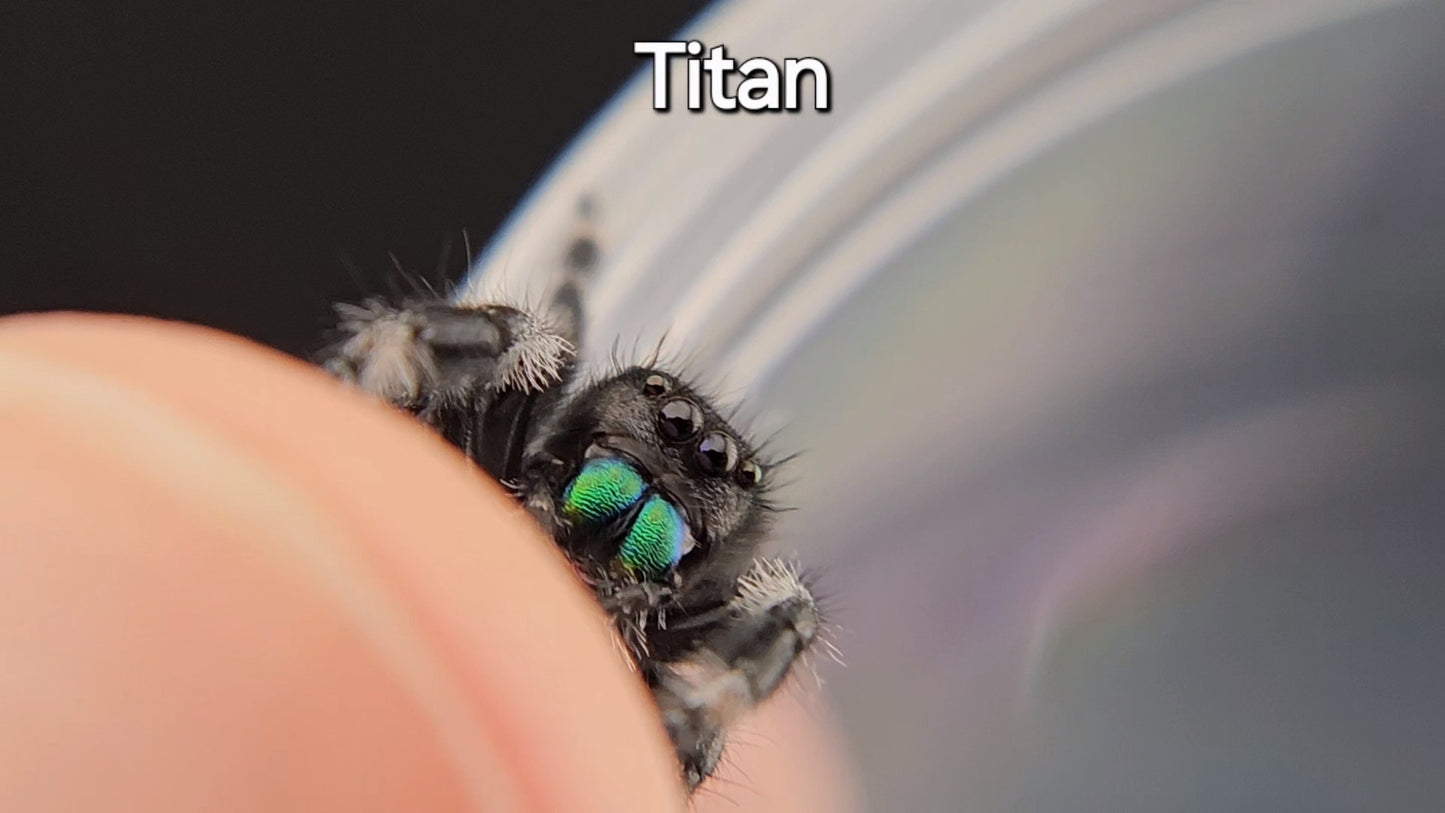 Titan - Male Regal (Shipping Invoiced Separately)