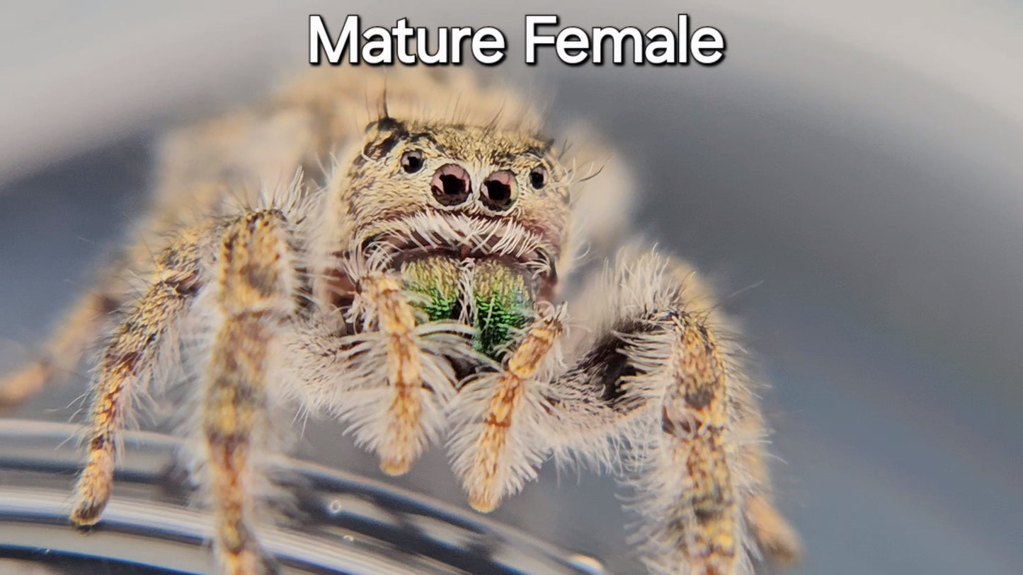 Breeder's Choice Phidippus texanus - Juvenile Unsexed (Shipping Invoiced Separately)