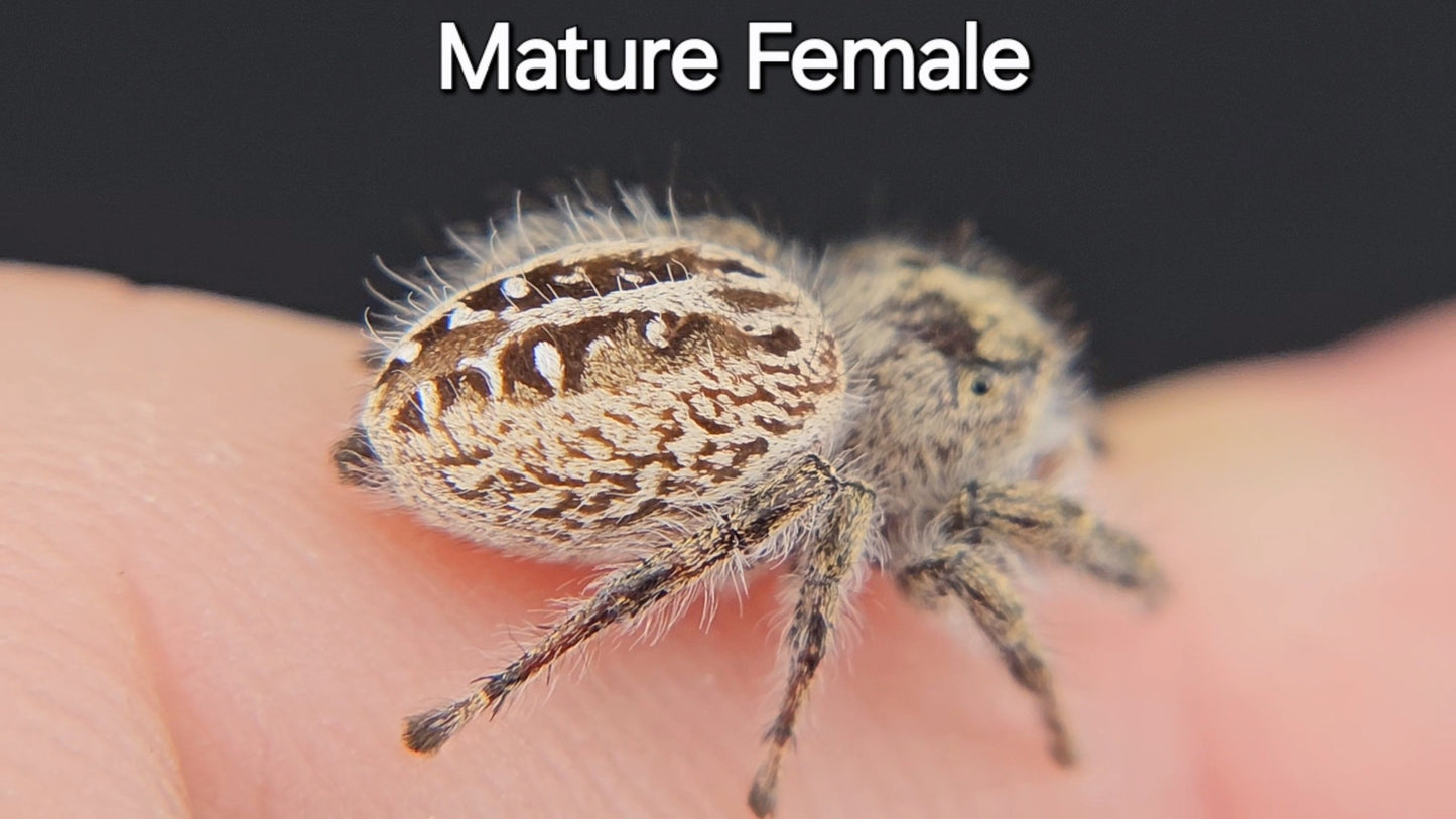 Breeder's Choice Phidippus texanus - Juvenile Unsexed (Shipping Invoiced Separately)