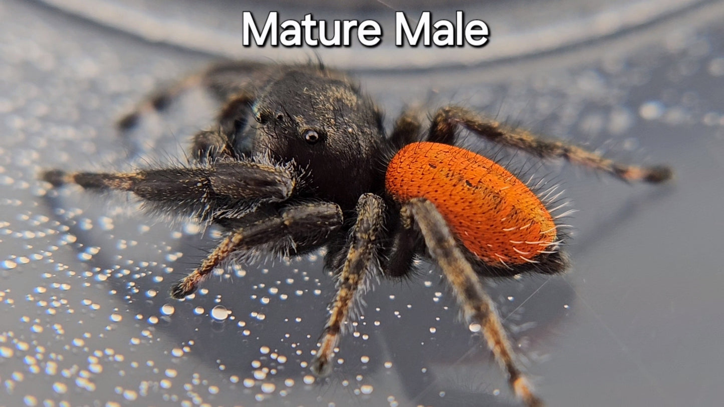 Breeder's Choice Phidippus texanus - Juvenile Unsexed (Shipping Invoiced Separately)