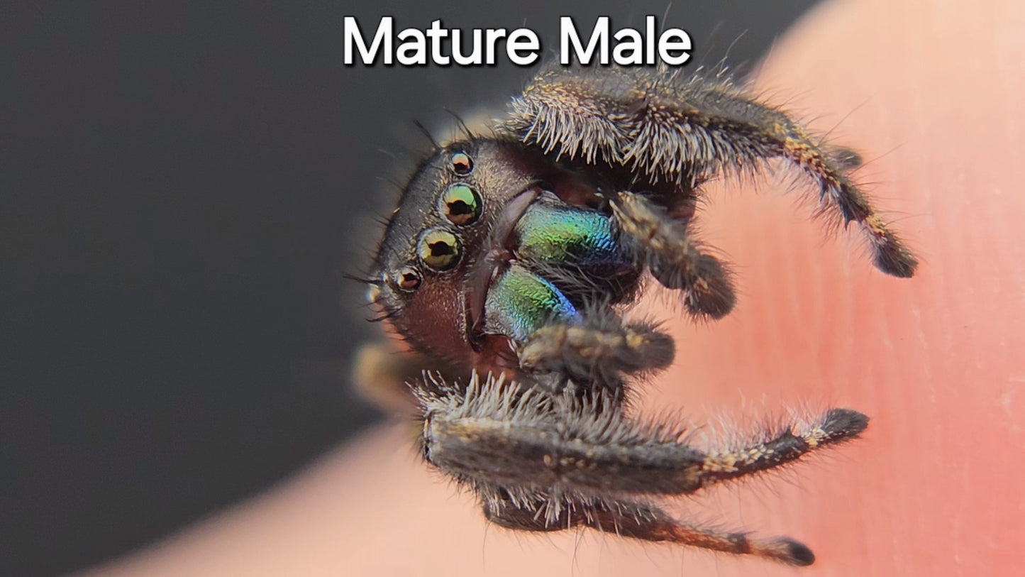 Breeder's Choice Phidippus texanus - Juvenile Unsexed (Shipping Invoiced Separately)