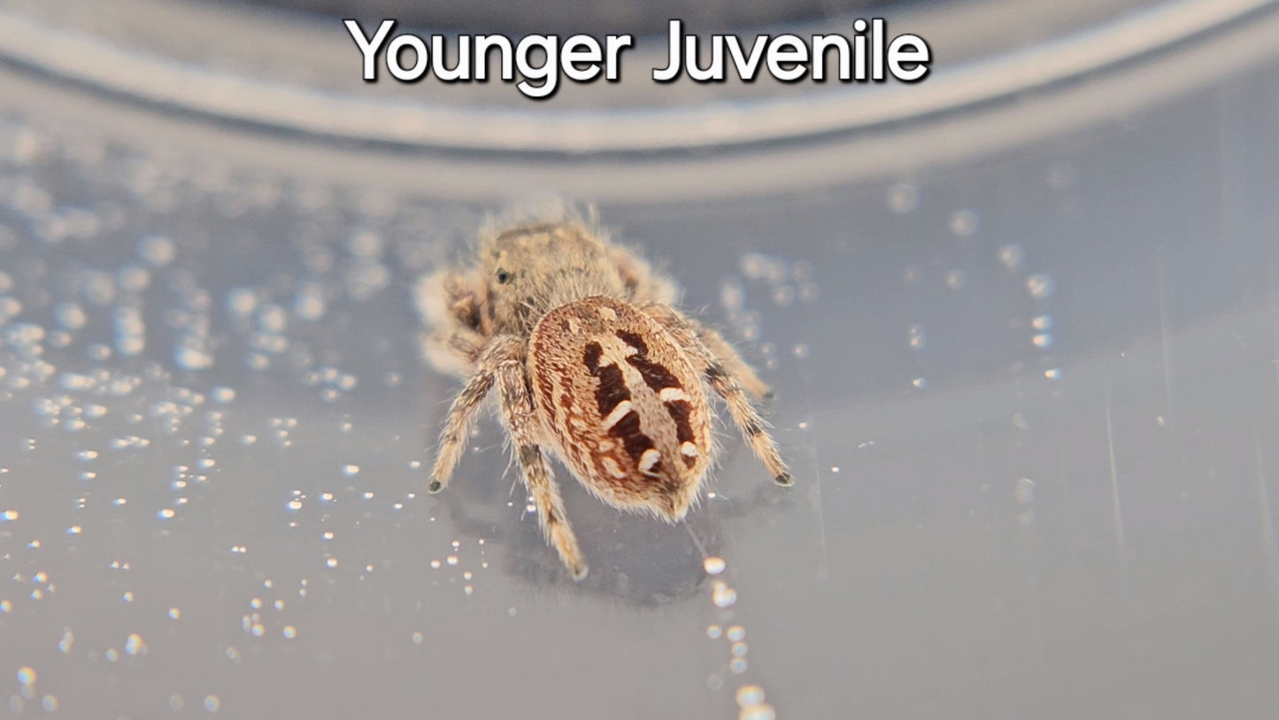 Breeder's Choice Phidippus texanus - Juvenile Unsexed (Shipping Invoiced Separately)