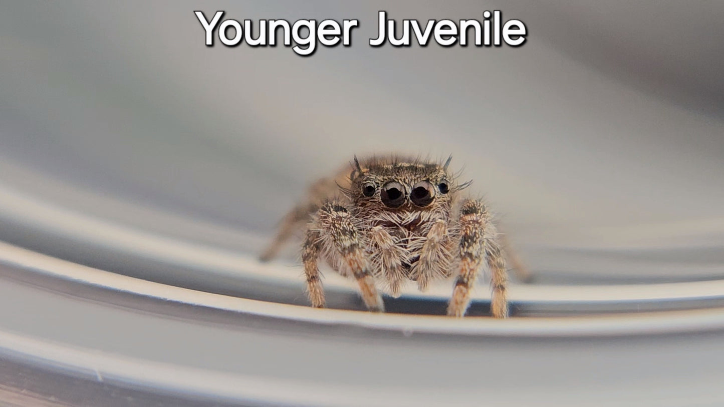 Breeder's Choice Phidippus texanus - Juvenile Unsexed (Shipping Invoiced Separately)