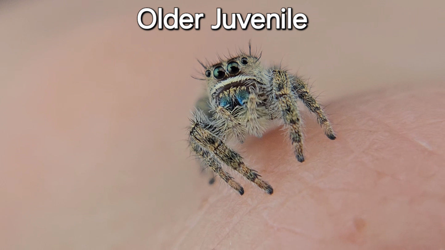 Breeder's Choice Phidippus texanus - Juvenile Unsexed (Shipping Invoiced Separately)