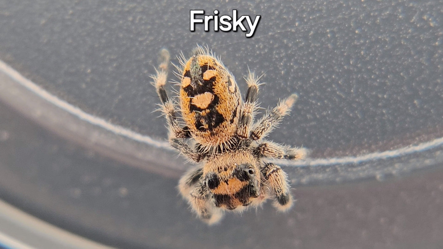 Frisky - Female Regal (Shipping Invoiced Separately)