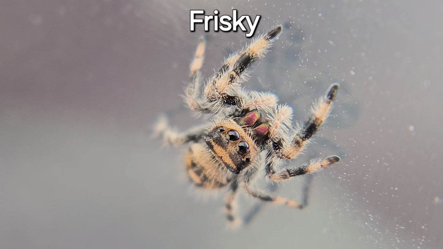 Frisky - Female Regal (Shipping Invoiced Separately)