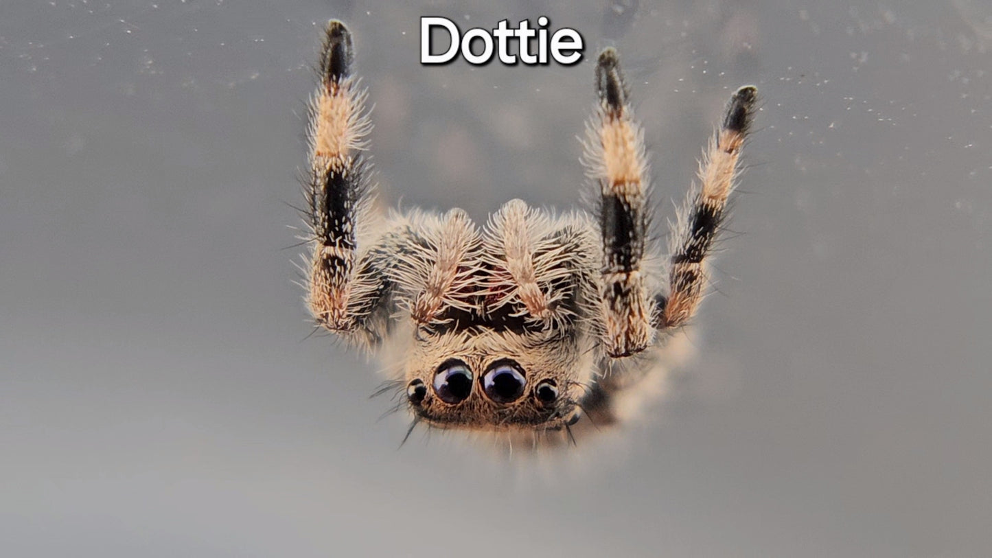 Dottie - Female Regal (Shipping Invoiced Separately)