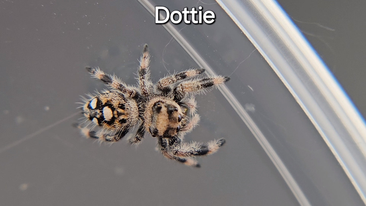 Dottie - Female Regal (Shipping Invoiced Separately)