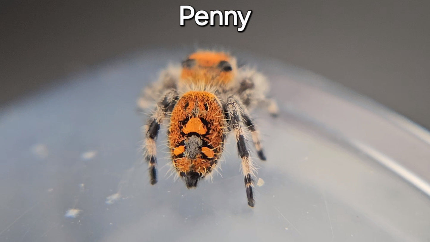 Penny - Female Regal (Shipping Invoiced Separately)