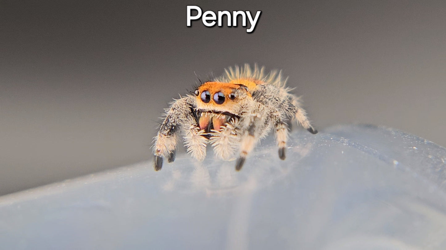 Penny - Female Regal (Shipping Invoiced Separately)