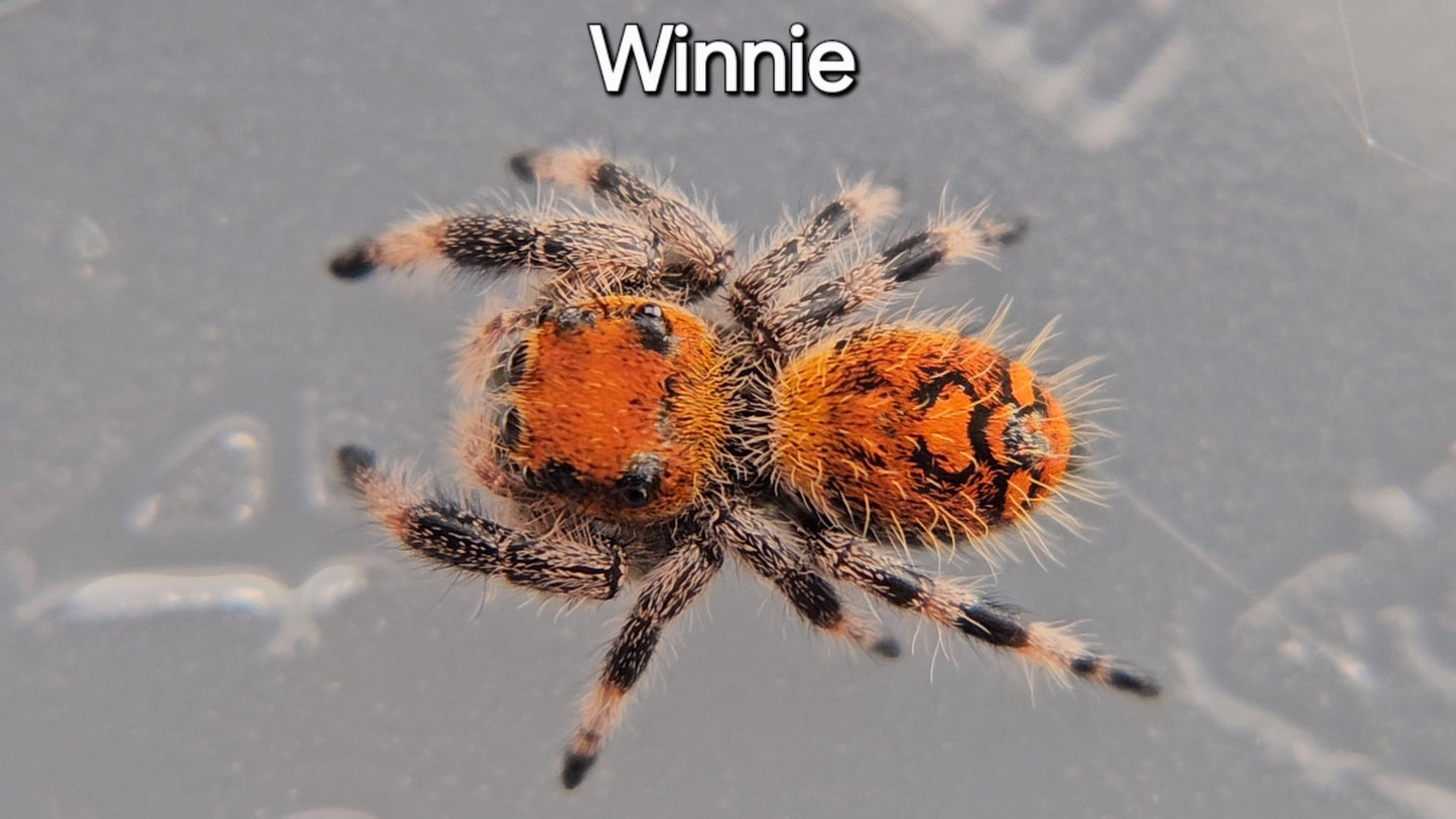 Winnie - Female Regal (Shipping Invoiced Separately)