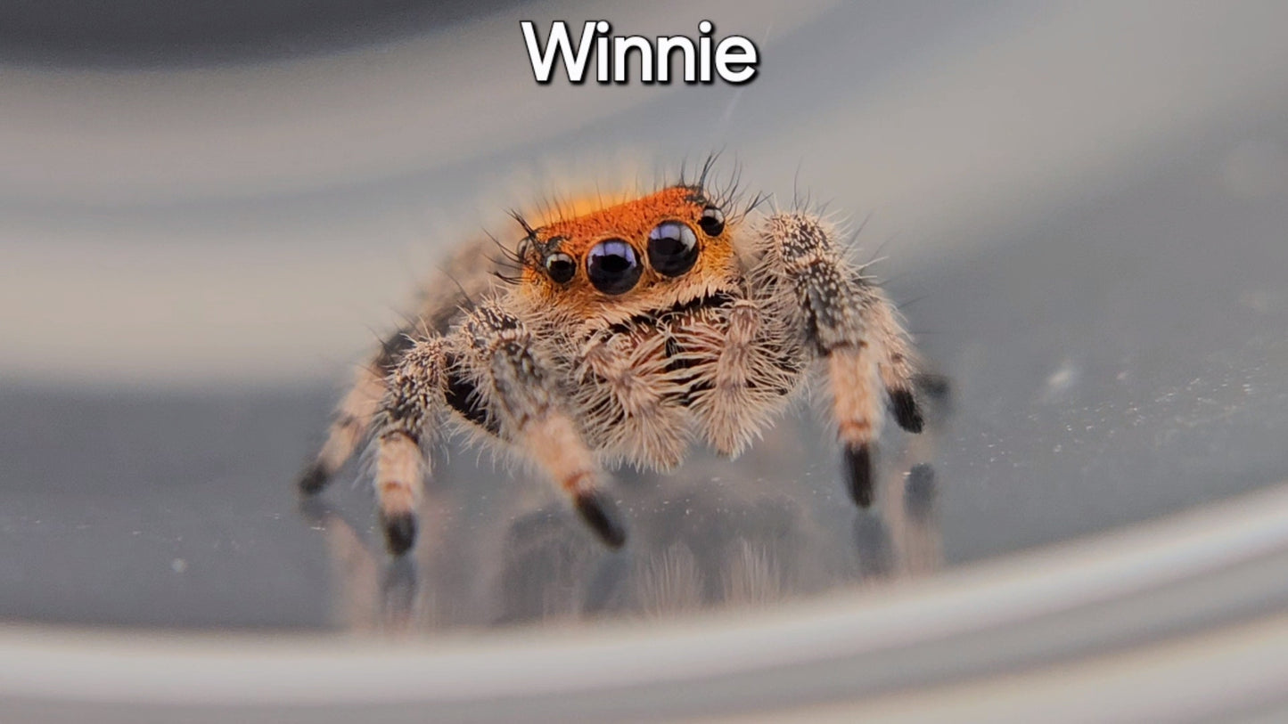 Winnie - Female Regal (Shipping Invoiced Separately)