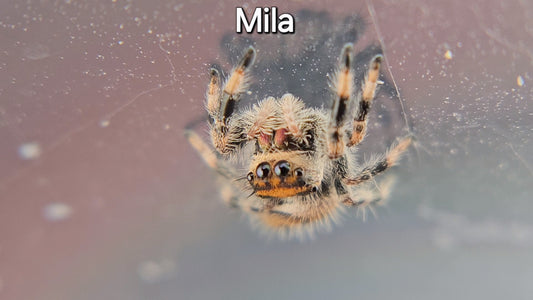 Mila - Female Regal (Shipping Invoiced Separately)