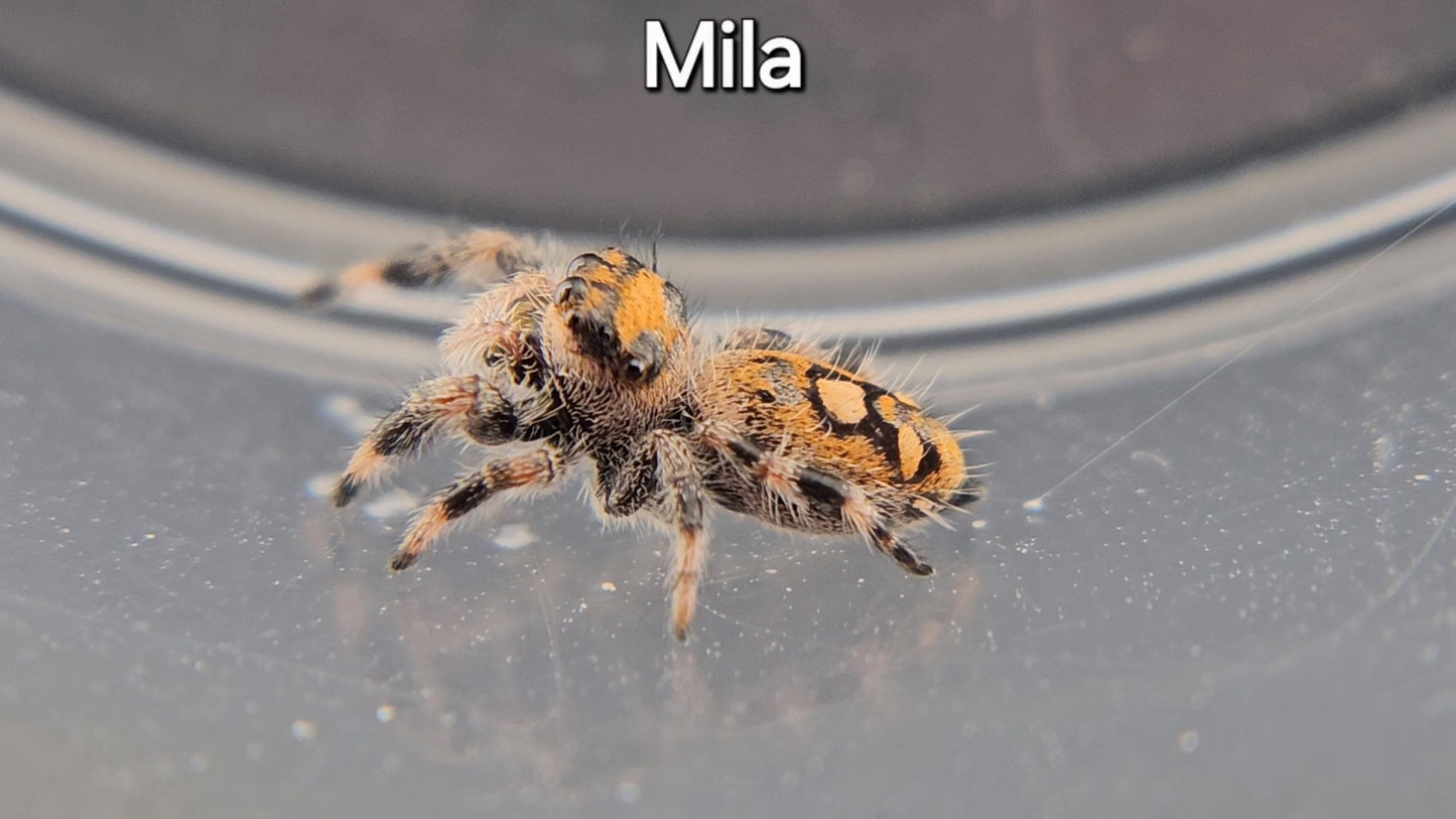 Mila - Female Regal (Shipping Invoiced Separately)