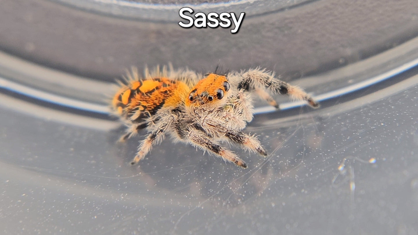 Sassy - Female Regal (Shipping Invoiced Separately)