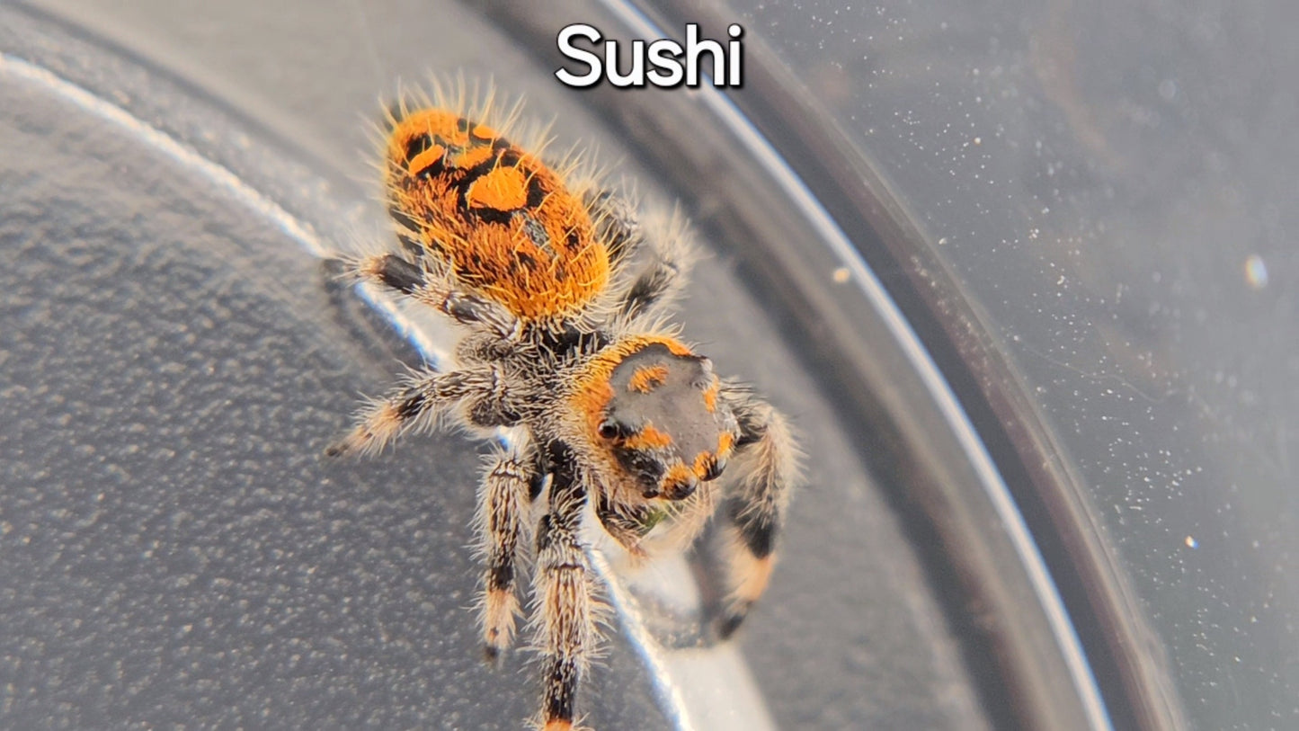 Sushi - Female Regal (Shipping Invoiced Separately)